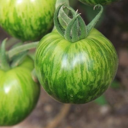 黄色番茄种子 - GREEN ZEBRA - essembio - 绿色 / 早熟 / 圆形