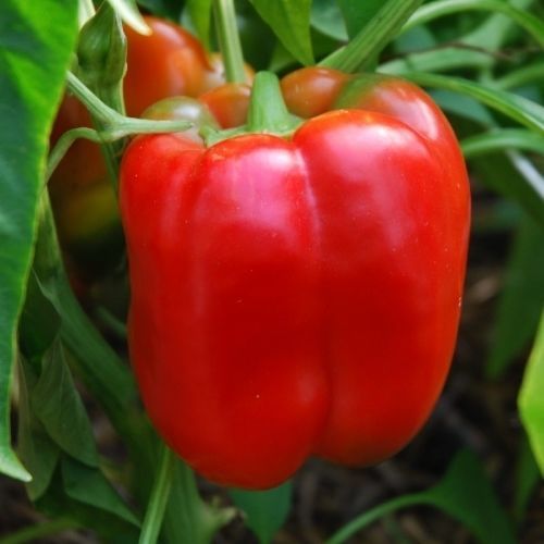 夏季菜椒种子 - JUMBO STUFF (still) - essembio - 生物