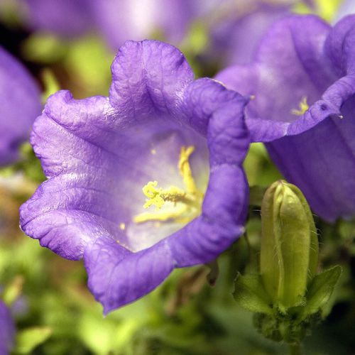 二年生花卉植物 - CANTERBURY BELLS - SATIVA - 白色 / 蓝色 / 鲜切花
