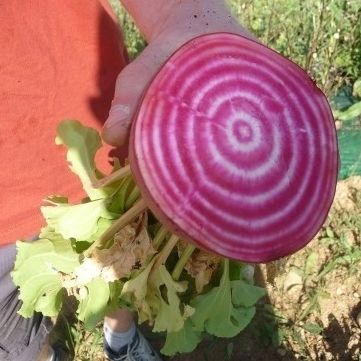 食用甜菜种子 - 281798 - Atypyc - 红色 / 生物 / 圆形