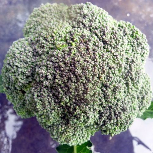 早熟西兰花种子 - Greenbelt F1  - Atypyc - 抗叶枯病 / 春季 / 混合动力