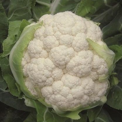 秋季花椰菜种子 - Belot F1 - Atypyc - 混合动力
