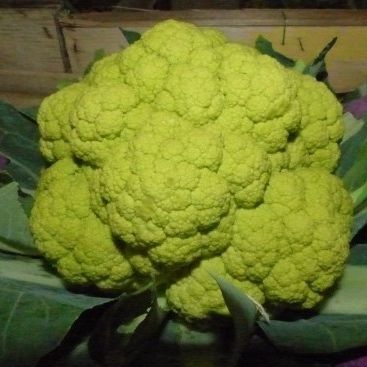 混合动力花椰菜种子 - Vitaverde F1 - Atypyc