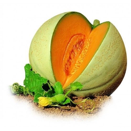 抗镰刀菌甜瓜种子 - Galoubet F1 - Atypyc - 混合动力 / 圆形