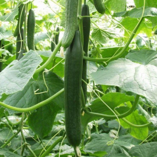 抗白粉病黄瓜种子 - Sencere F1	 - nunhems - 花叶病抗性 / 抗赤霉病 / 夏季