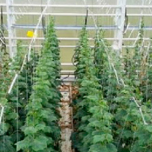 抗白粉病黄瓜种子 - Hi Light F1 	 - nunhems - 花叶病抗性 / 抗赤霉病 / 夏季