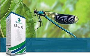 糖料甜菜种子 - LIBELLULE - SesVanderHave - 抗丛根病 / 抗叶枯病
