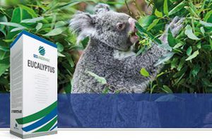 糖料甜菜种子 - EUCALYPTUS - SesVanderHave - 抗丛根病 / 抗尾孢菌叶斑病 / 抗线虫病