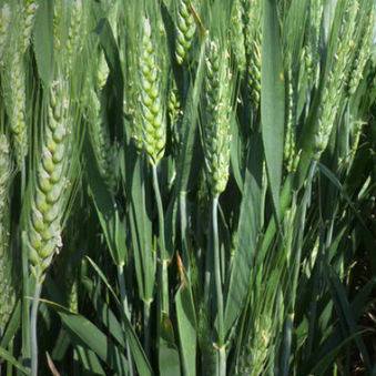 早熟软粒小麦种子 - EHOGOLD - agriobtentions - 冬季 / 抗锈病 / 抗镰刀菌