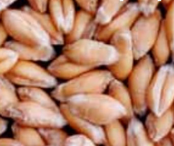 半早熟软粒小麦种子 - BAROK - agriobtentions - 冬季 / 抗锈病 / 抗白粉病
