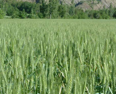 极早熟软粒小麦种子 - TIGRE - agriobtentions - 冬季 / 抗锈病 / 抗白粉病