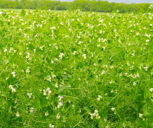 早熟蛋白豌豆种子 - FAQUIR - agriobtentions - 冬季 / 抗镰刀菌