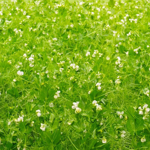 半晚熟蛋白豌豆种子 - FURTIF - agriobtentions - 冬季 / 耐氯酸铁 / 抗倒伏