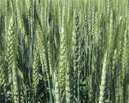 半早熟软粒小麦种子 - ARMINIUS - agriobtentions - 冬季 / 抗锈病 / 抗白粉病