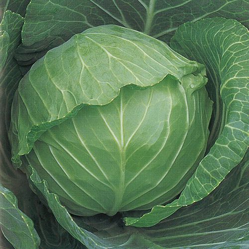 早熟卷心菜种子 - Copenhagen Market - vikima