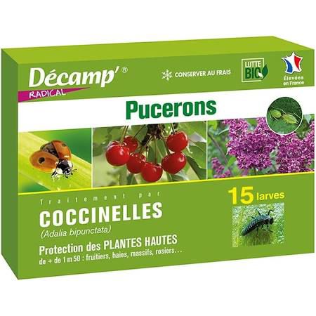 蚜虫瓢虫 - coccinelle Adalia bipunctata - décamp' radical - 幼虫 / 成虫 / 虫卵