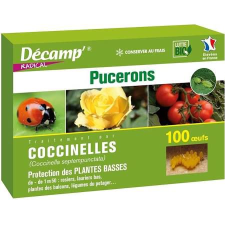 蚜虫瓢虫 - coccinelle Coccinella septempunctata - décamp' radical - 幼虫 / 成虫 / 虫卵