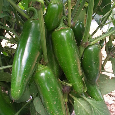 半早熟菜椒种子 - JALAPEÑO – COLOSSUS - larkseeds - 细菌斑病抗性 / 绿色 / 混合动力