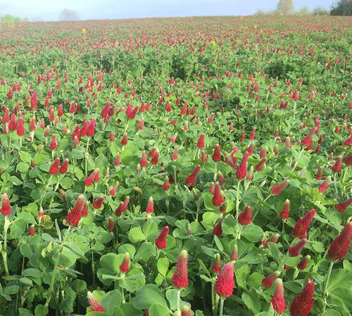 苜蓿肥田作物 - Crimson Clover - lacrosseseed - 氮恢复 / 蔬菜