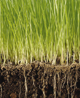 有机土壤改良剂 - Renovate/Plus - earthworksturf - 用于草坪 / 根用