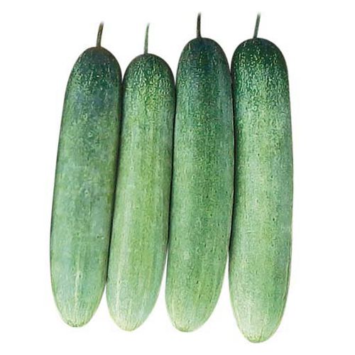 混合动力黄瓜种子 - Tyreke F1 - eastwestseed - 绿色