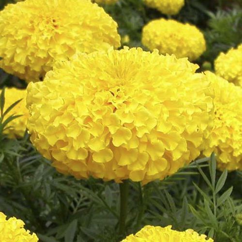 一年生花种子 - Mega F1 - eastwestseed - 黄色 / 用于花园 / 混合动力