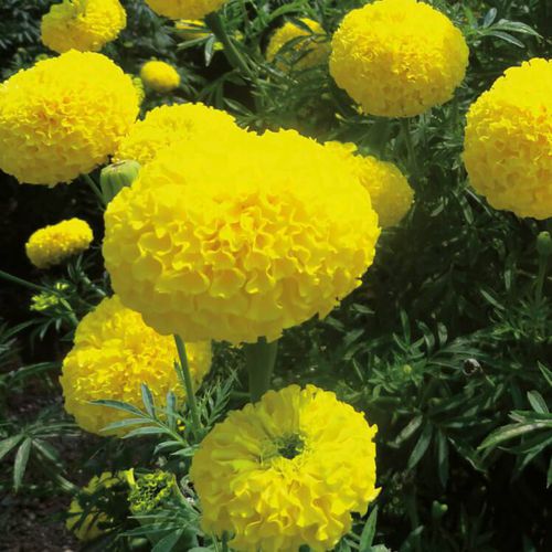 一年生花种子 - Bengal F1 - eastwestseed - 黄色 / 用于花园 / 混合动力