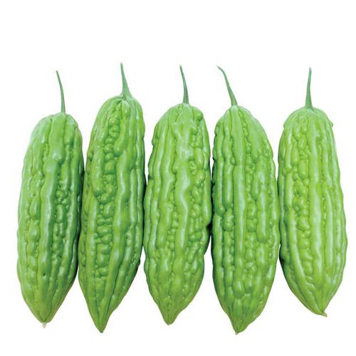 极早熟南瓜种子 - Benqiang F1 - eastwestseed - 绿色 / 混合动力