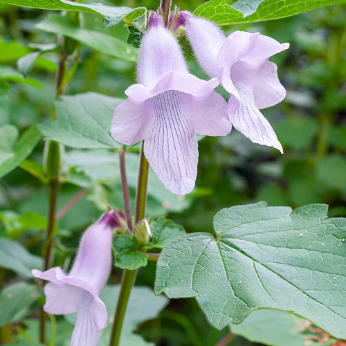 多年生花种子 - Ceratotheca triloba - Select Seeds - 紫色 / 用于花园