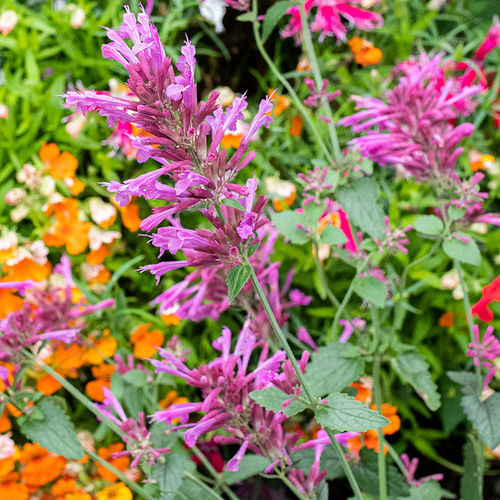 多年生花种子 - Agastache cana - Select Seeds - 粉色 / 用于花园 / 盆栽
