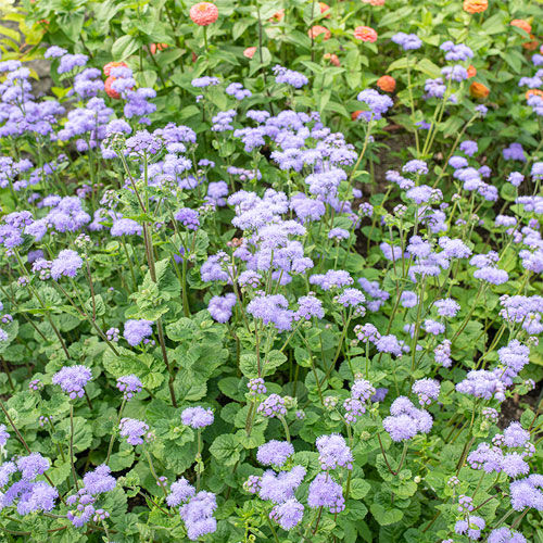 一年生花种子 - Ageratum houstonianum - Select Seeds - 紫色 / 蓝色 / 盆栽