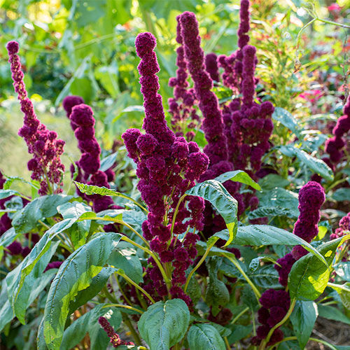 一年生花种子 - Amaranthus gangeticus - Select Seeds - 紫色 / 鲜切花