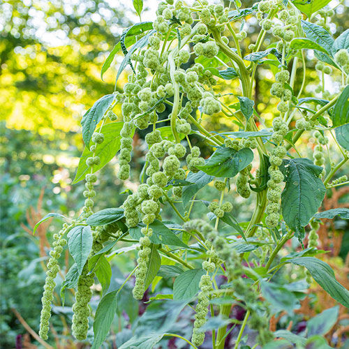 一年生花卉植物 - Amaranthus caudatus - Select Seeds - 绿色 / 鲜切花
