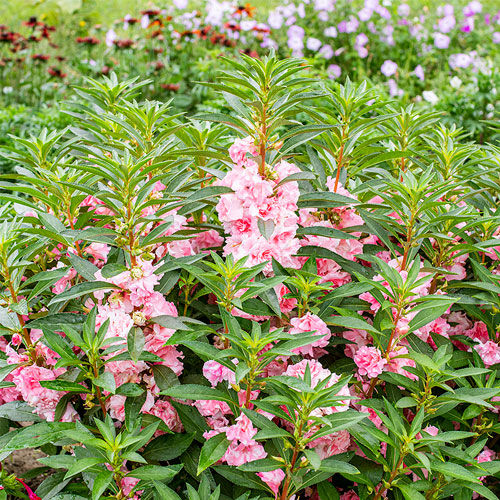 一年生花种子 - Impatiens balsamina - Select Seeds - 粉色 / 白色 / 鲜切花