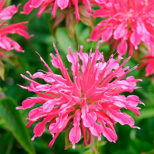 多年生花种子 - Monarda didyma - Select Seeds - 粉色 / 鲜切花 / 吸引蝴蝶