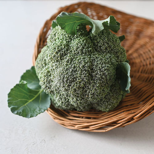 晚熟西兰花种子 - Kariba - johnnyseeds - 一年生 / 抗镰刀菌 / 冬季