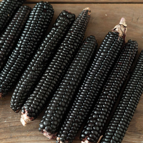 早熟玉米种子 - Montana Morado Maize - johnnyseeds - 夏季 / 谷物