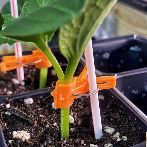 混合动力黄瓜种子 - Tetsukabuto Rootstock - johnnyseeds