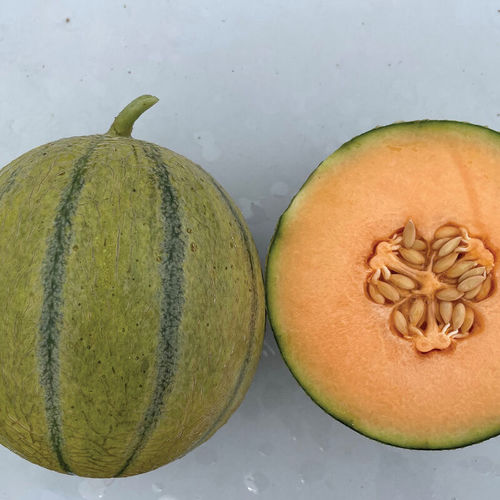 早熟甜瓜种子 - Melonade - johnnyseeds - 抗白粉病 / 抗镰刀菌 / 一年生