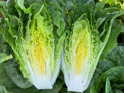 早熟生菜种子 - Adicamp  - vitalisorganic - 春季