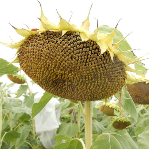 早熟向日葵种子 - MAS 82.OL - Mas Seeds - 抗菌核病 / 抗叶枯病 / 抗茎点霉
