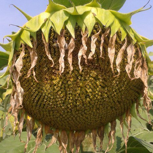 早熟向日葵种子 - MAS 81.OL - Mas Seeds - 抗菌核病 / 抗叶枯病 / 抗倒伏