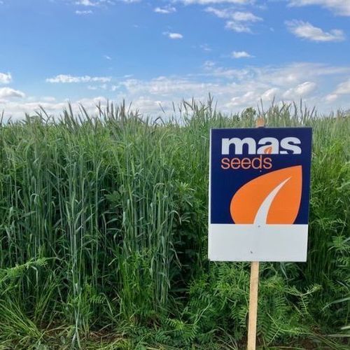 混合肥田作物 - MAS4 NUTRI SEIGLE PROT - Mas Seeds - 土壤结构 / 蔬菜