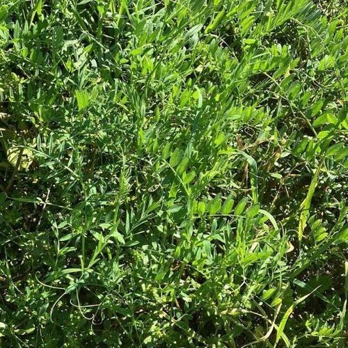 混合肥田作物 - MAS4  - Mas Seeds - 氮恢复 / 土壤结构 / 吸引传粉