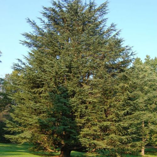 松类阔叶树 - Eastern Red Cedar  - NatureHills