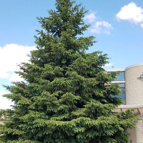 松类阔叶树 - Black Hills Spruce - NatureHills