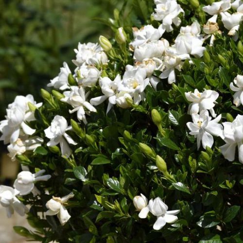 多年生花卉植物- Frost Proof Gardenia - NatureHills - 白色/ 盆栽/ 防鹿