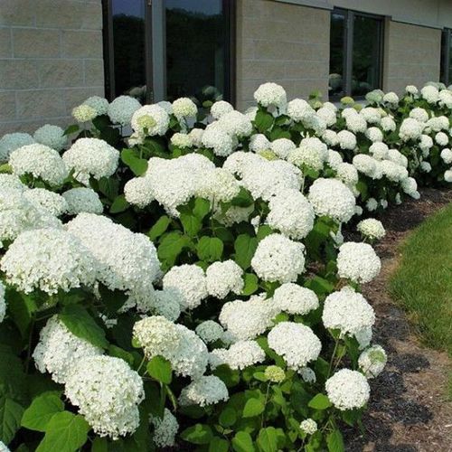 树篱花灌木 - Annabelle Hydrangea - NatureHills - 白花