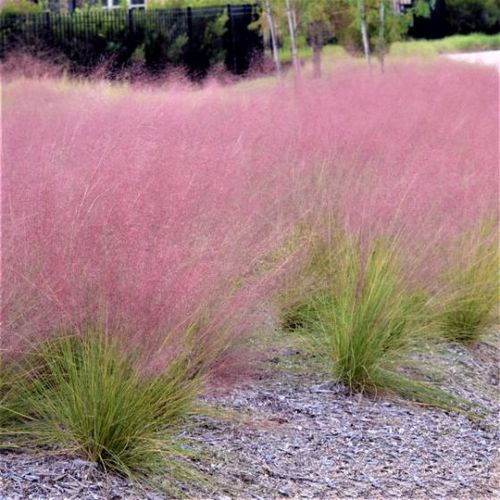 多年生绿色植物 - Pink Muhly - NatureHills - 用于花园 / 花圃 / 乡村风