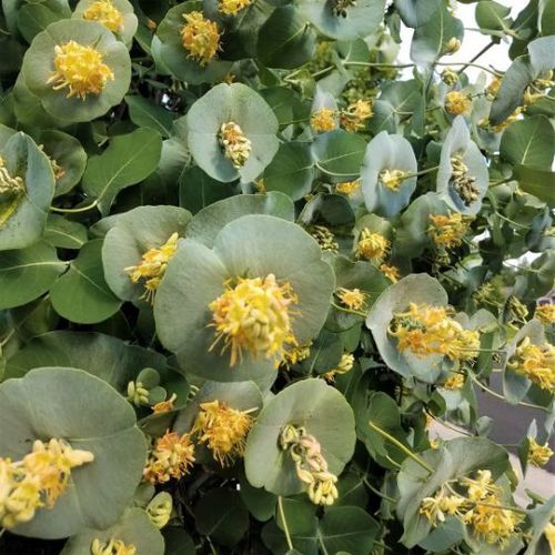 花圃花灌木 - Kintzley's Ghost Honeysuckle - NatureHills - 黄花